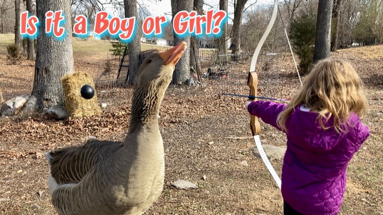 Is our Goose a girl or a boy? GENDER REVEAL! YouTube