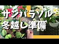 【サンパラソル】切り戻してコンパクトに【冬越し】