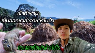 วิถีชีวิตชนบทลาว🇱🇦Ep20: เก็บเกี่ยวและกองข้าวแบบชาวดอย อากาศดีมาก