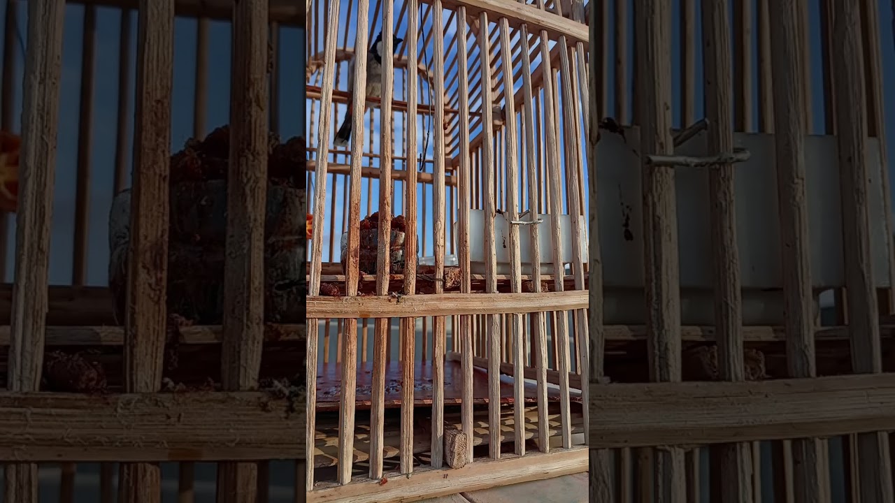 البلبل الطور الملقب ( موال ) من طيوري الخاصة للعرض فقط 