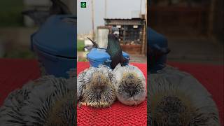 kabootar ki calcium #shorts #pigeon #birds