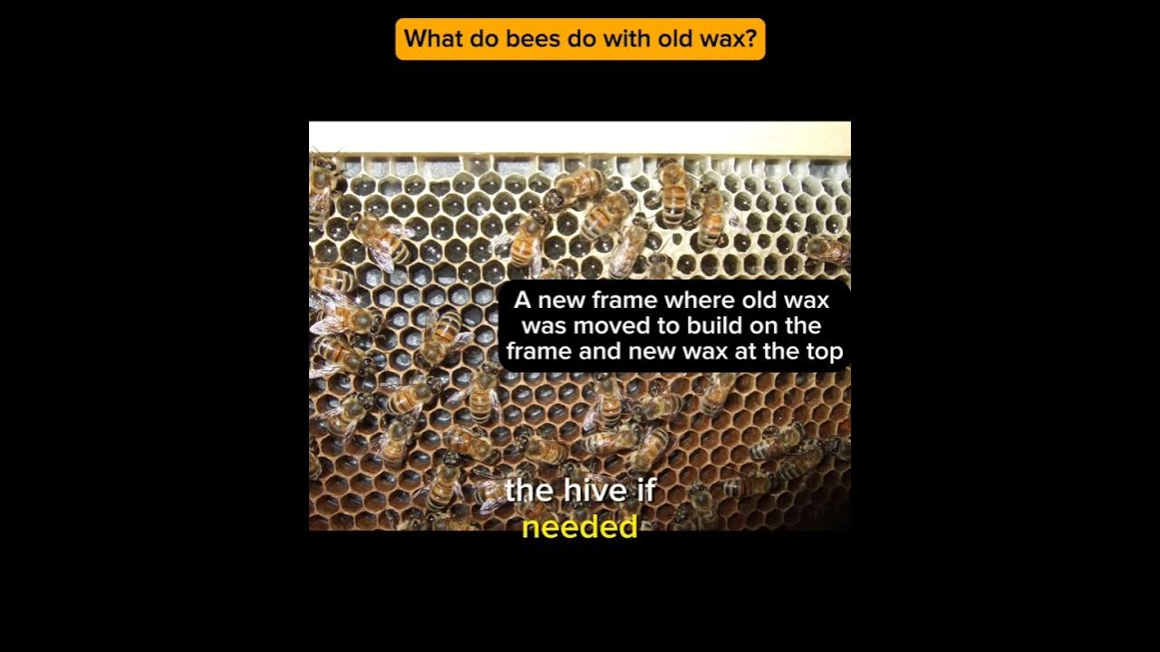 What do bees do with old beeswax? YouTube