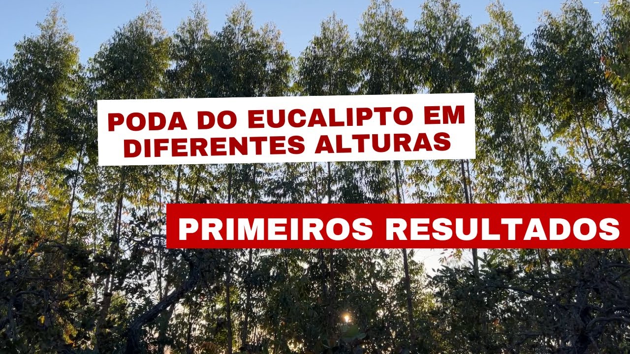Poda do eucalipto em diferentes alturas. Primeiros resultados.