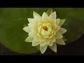 Sacred Feminine Meditation | Calm Your Mind &amp; Activate Inner Flow