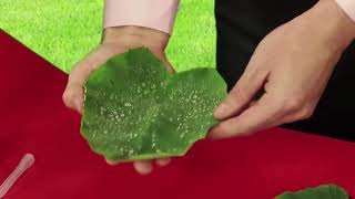 Amway Apsa 80 Leaf Demo