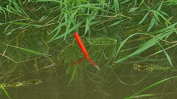 Trời Vừa Tạnh Mưa Đụng Ổ Cá Rô Đồng Ngay Ụ Cỏ Mồi Đụng Nước Là Dứt Liền