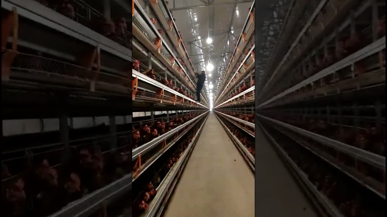Chicken Layer Cages Poultry Cages Battery Cage