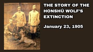 Japanese Wolf - Recently Extinct Animals