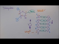 Rplication adn  2 dtails molculaires