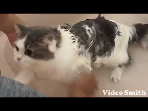 濱田恵美子ブリーダーからお迎えしたスコティッシュフォールド：ポポちゃん