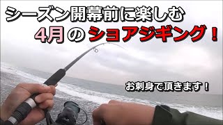 【国府津海岸】本格シーズン開幕前の4月にサーフでライトショアジギングしてきたら回遊魚が釣れた！