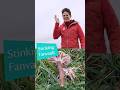 Do you know your powdercap strangler from your stinking fanvault? Fungi are more fun than you think