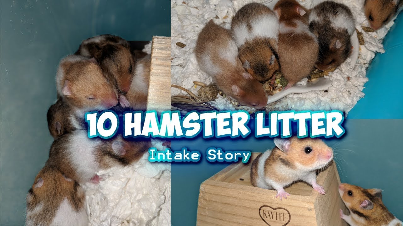 10 Hamster Litter Intake Story Munchie's Place YouTube