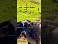 Peão Carreiro e Zé Paulo.                                        Tiamo……..Ti,….amo