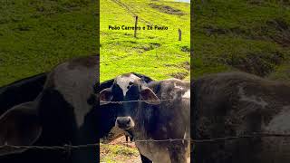 Peão Carreiro e Zé Paulo.                                        Tiamo……..Ti,….amo