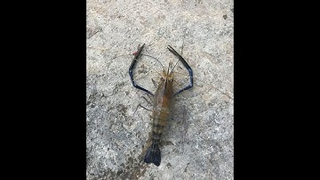 I and Friends : Câu cá ở Tam Thôn Hiệp - Cần Giờ, dính luôn con tôm càng xanh