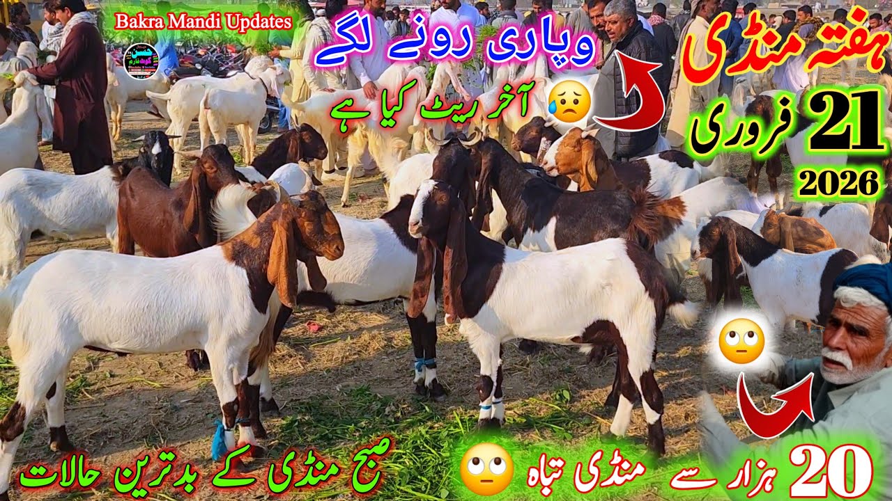 21 February 2026 Haftha Bakra Mandi pakistan ہفتے کے دن منڈی کے بدترین حالات eid ke bakre 30 hzar 🤔