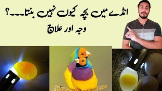 Infertility Reasons and Treatment  (Vd:138)   #birds #gouldianfinch #viral screenshot 4