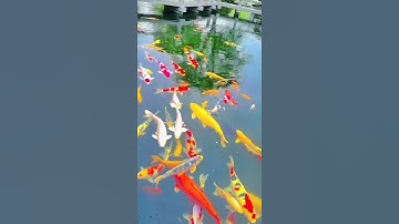 تلاوة خاشعة🌹قرآن بصوت جميل🌷(يُدَبِّرُ الْأَمْرَ مِنَ السَّمَاءِ إِلَى الْأَرْضِ ثُمَّ يَعْرُجُ إليه)