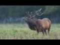Nikon D3s: First wildlife video test