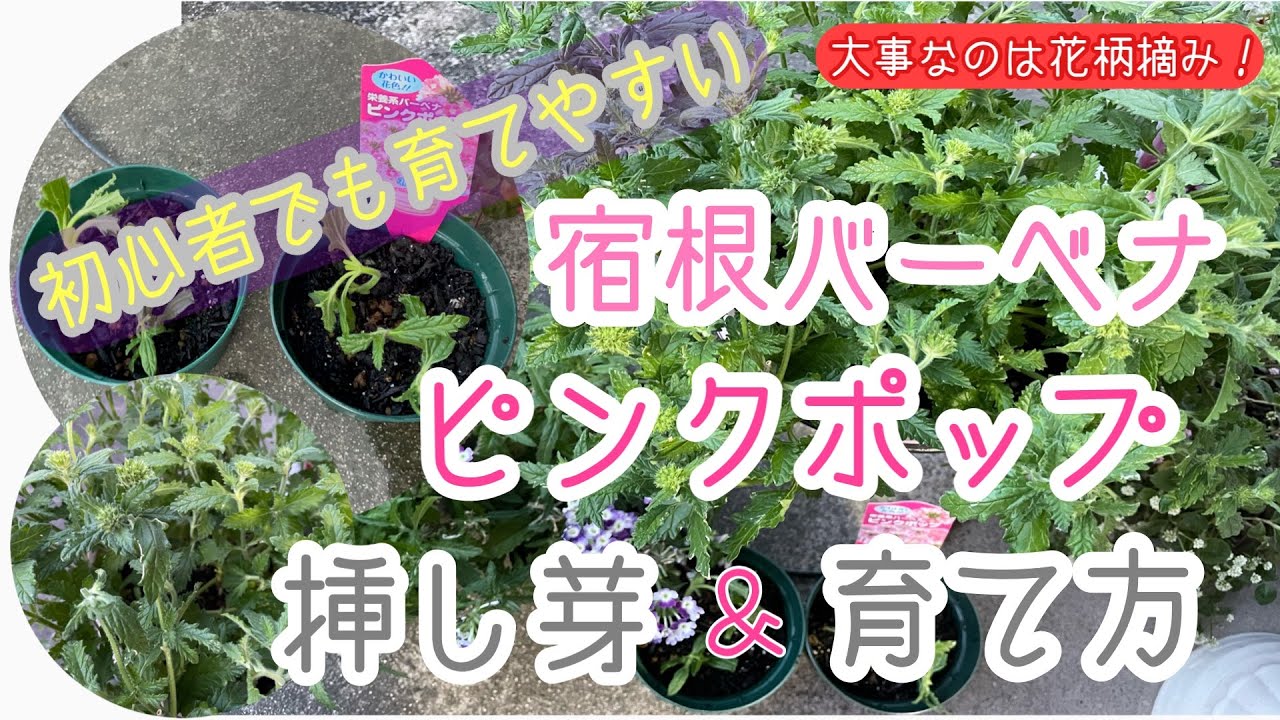 宿根バーベナ の育て方 栄養系バーベナ ピンクポップの挿し芽 育て方 Youtube