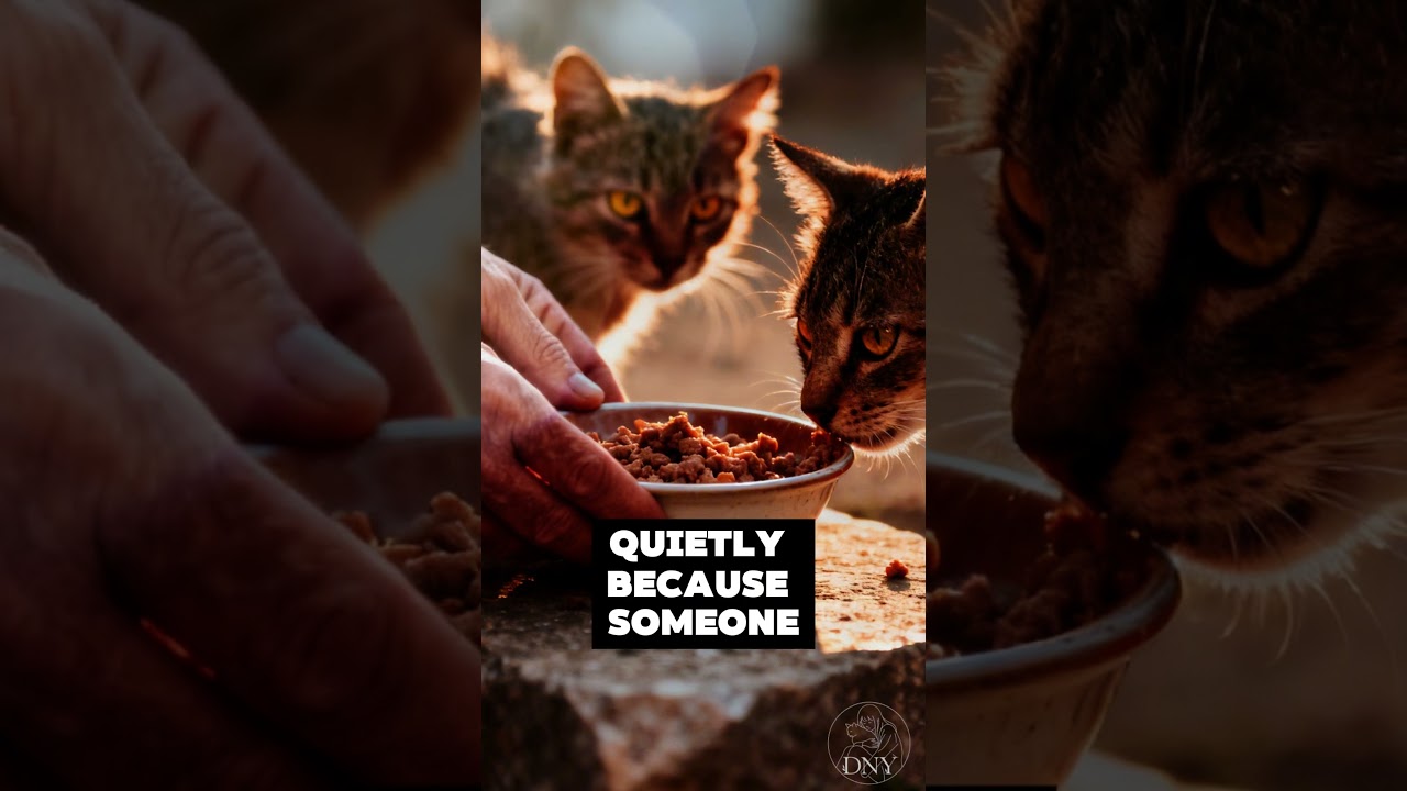 🐈🗑️Some People Say Stray Animals Are Garbage