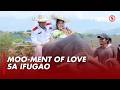 Kalesang hila ng kalabaw bilang bridal car, agaw-atensyon sa social media