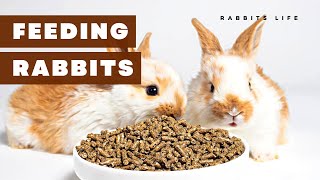 Bunny Bites: The Ultimate Guide to Feeding Your Pet Rabbit