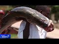 Uganda fishermen worried about the risk of Nile perch dwindling numbers