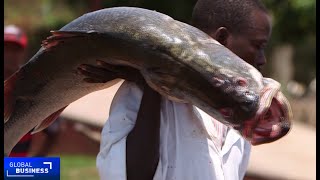 Uganda fishermen worried about the risk of Nile perch dwindling numbers