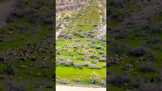 Nomadic shepherd sheeps and honkey plateau life #amazing #nomadiclife #nomadic family#shepherd