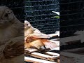 BURUNG WERGAN JAWA ALIAS FLAMBOYAN KAWIN DAN MULAI BERSARANG DI AVIARY - MENOLAK PUNAH !!