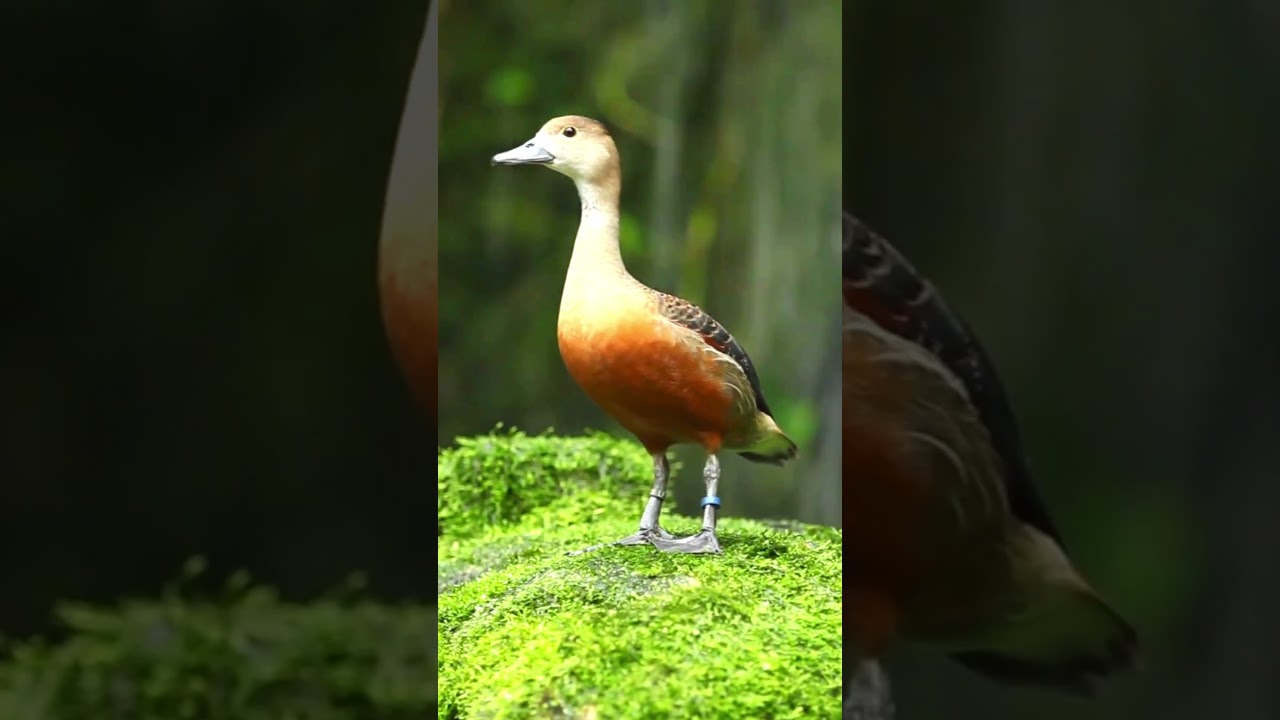Fulvous Whistling Duck