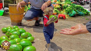 Super smart! Monkey baby YiYi helps grandpa harvest avocados to sell at the market