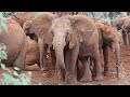 Rescue of Orphaned Elephant Neshashi | Sheldrick Trust