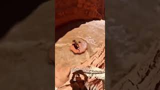 Wildlife Ranger Jumps Into a Flash Flood to Save the World’s Rarest Cheetah! #animals #rescueanimals