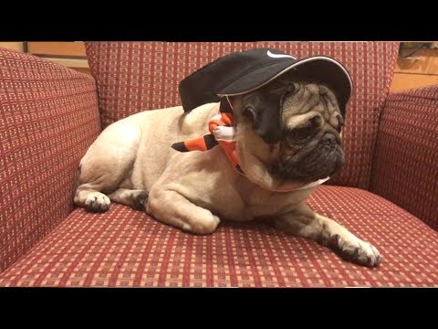 christine has beef with doug the pug