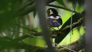 kehicap biak, satu-satunya burung kehicap yang berada di pulau biak, kini mulai sulit di jumpai