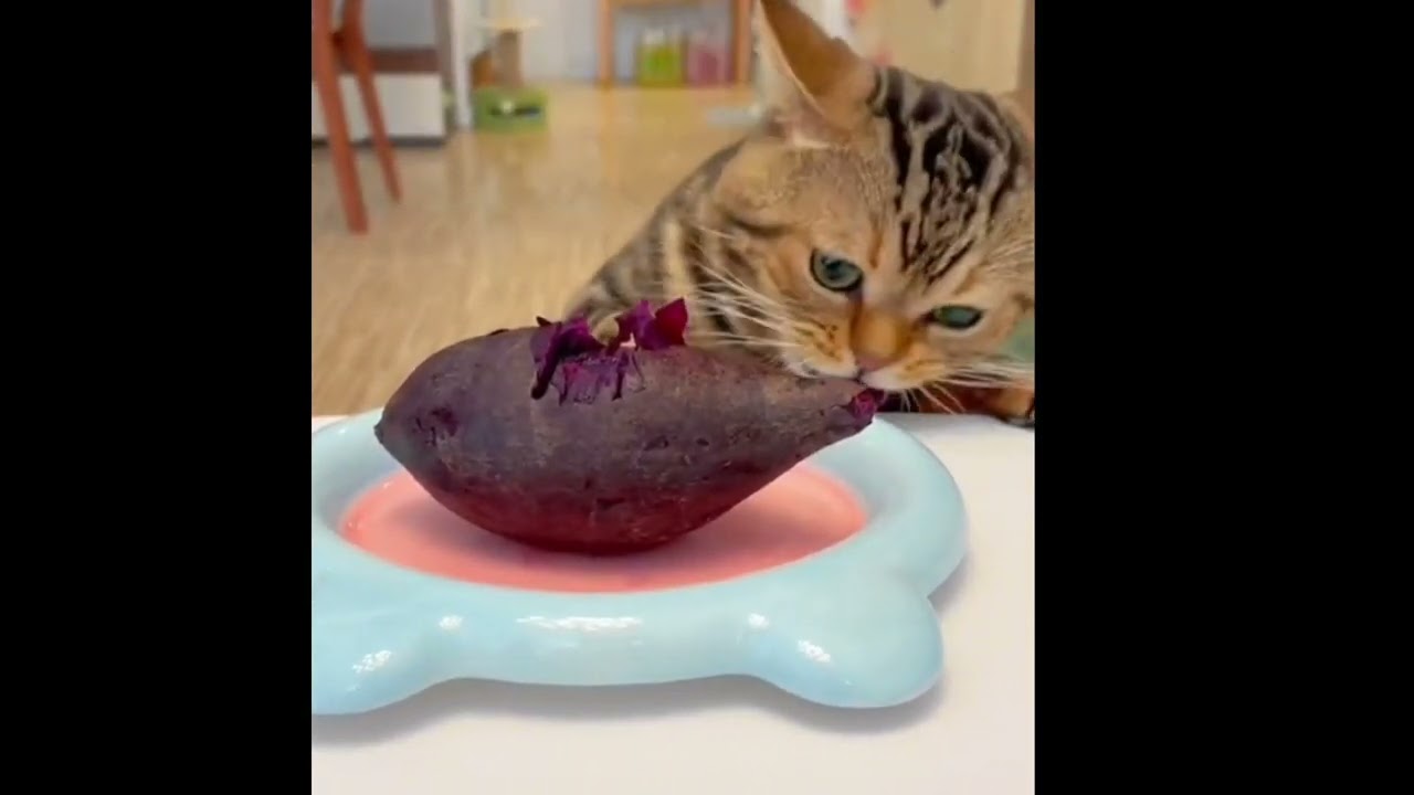 “When Cats Try to Talk Like Humans – Funny Cat Sounds Compilation!”