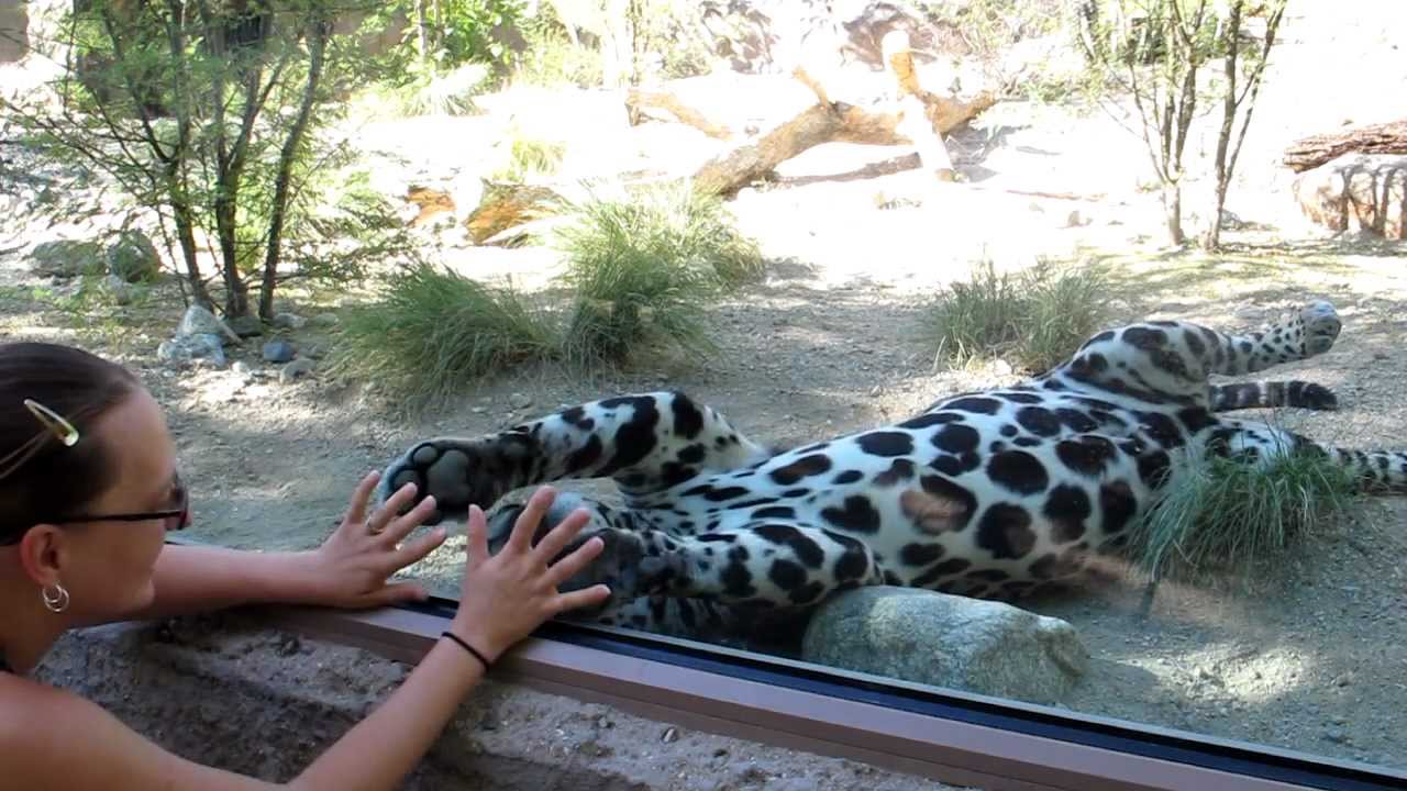 Jaguar Playing HD - YouTube