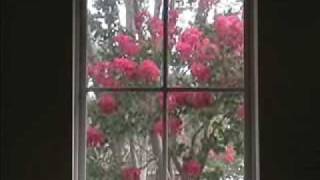 Tallahassee Crape Myrtles in Bloom