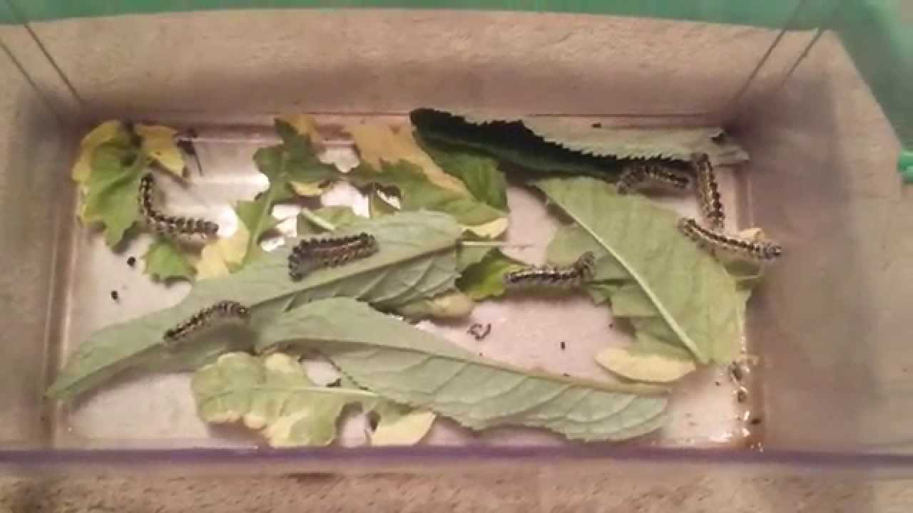 insects picture My New Pet Caterpillars