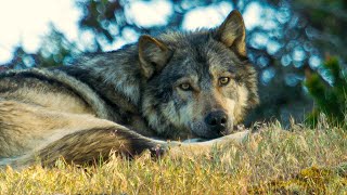 Meeting The Lone Sea Wolf | Close Encounters | BBC Studios