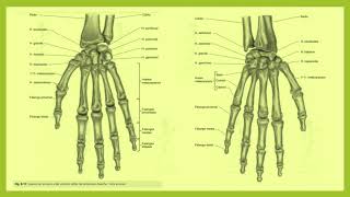 Huesos del Miembro Superior (P) I Medicina en 1, 2 x 3
