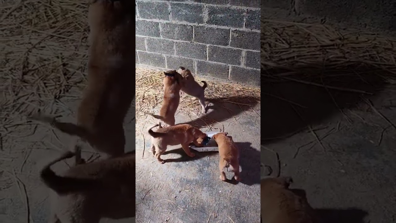 Puppy fight 🐾😍🐶 