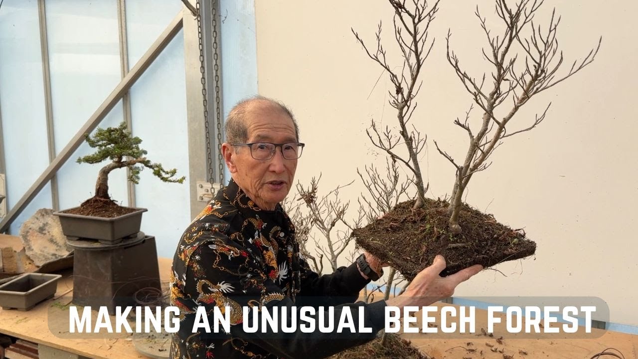 Making an Unusual Beech Forest