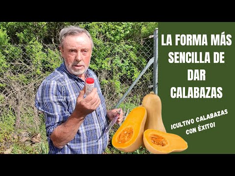 Video: ¿Qué es una planta de calabaza de maní? Consejos para cultivar calabazas de maní