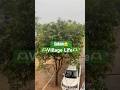 Village life #shortsvideo #villagelife #sukun #barish #mangotree