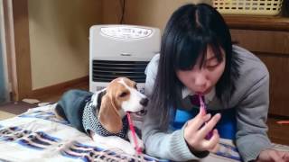 ビーグル犬 歯磨き大好き❗バロンちゃん❗