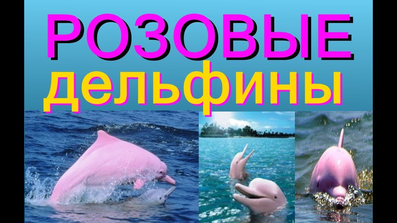 РОЗОВЫЕ ДЕЛЬФИНЫ видео, дельфинарий, Тайланд, выступление розового ...